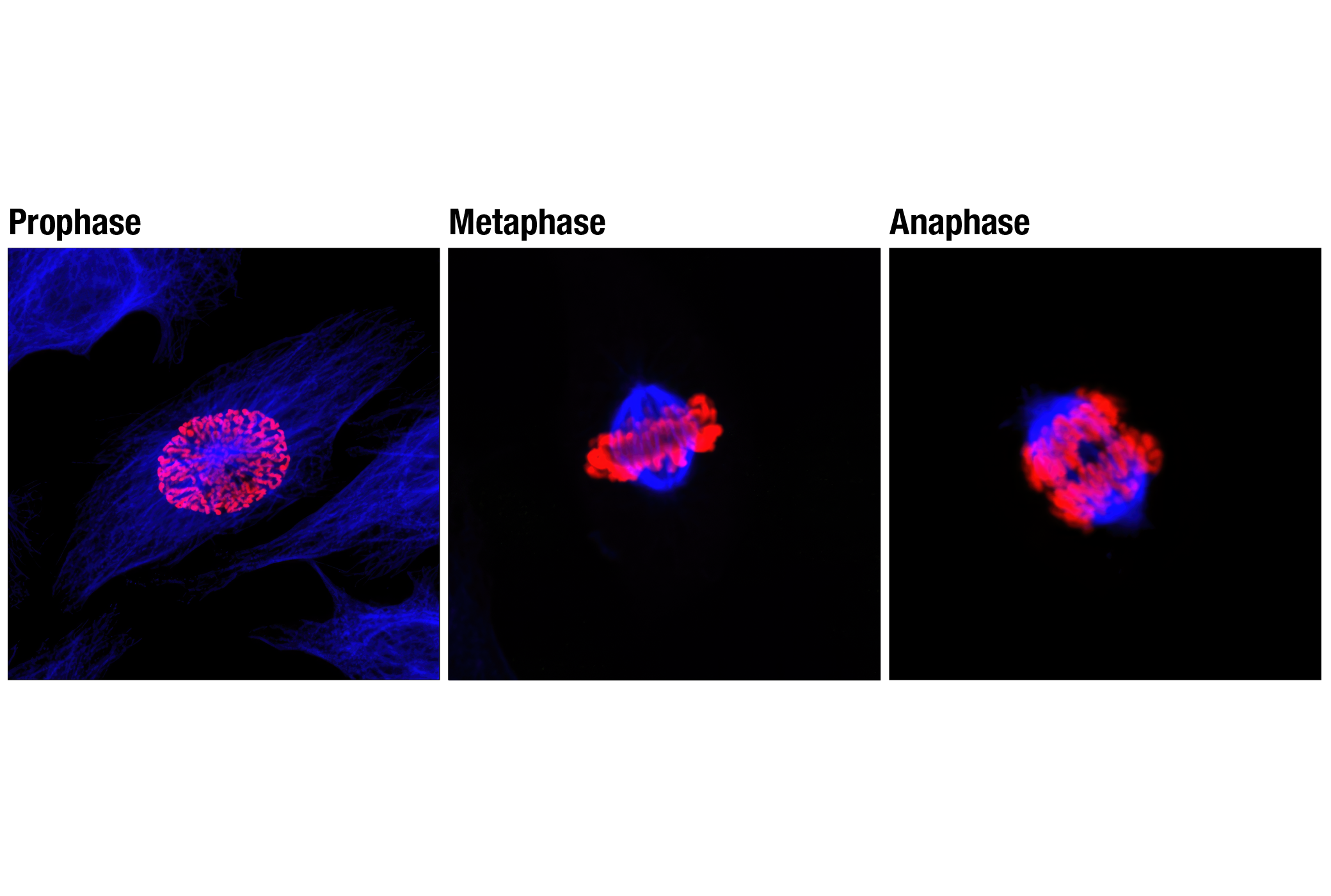Immunofluorescence Image 1: Phospho-Histone H3 (Ser10) (D2C8) XP® Rabbit mAb (Alexa Fluor® 555 Conjugate)