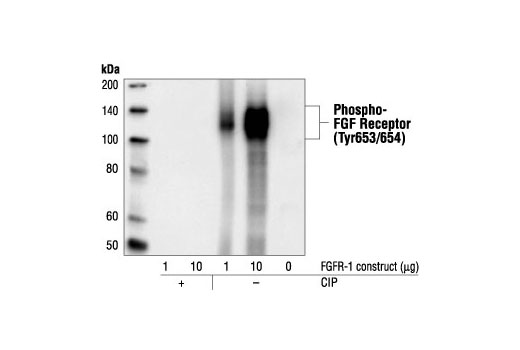 Western Blotting Image 1: Phospho-FGF Receptor (Tyr653/654) (55H2) Mouse mAb