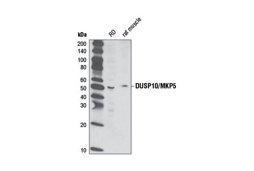 Western Blotting Image 1: DUSP10/MKP5 Antibody