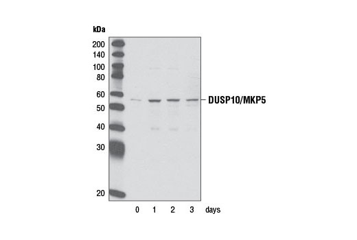 Western Blotting Image 2: DUSP10/MKP5 Antibody