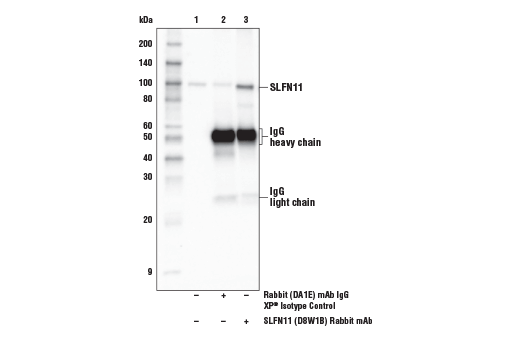 Immunoprecipitation Image 1: SLFN11 (D8W1B) Rabbit mAb
