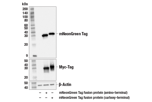 Western Blotting Image 1: mNeonGreen Tag (E2S6M) Mouse mAb
