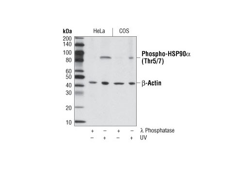 Western Blotting Image 1: Phospho-HSP90α (Thr5/7) Antibody