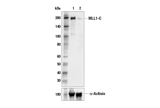 Western Blotting Image 1: MLL1 (E9W9Z) Rabbit mAb (Carboxy-terminal Antigen)