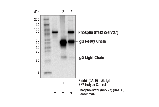 Immunoprecipitation Image 1: Phospho-Stat3 (Ser727) (D4X3C) Rabbit mAb