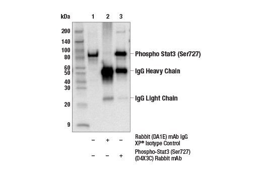 Immunoprecipitation Image 2: Phospho-Stat3 (Ser727) (D4X3C) Rabbit mAb