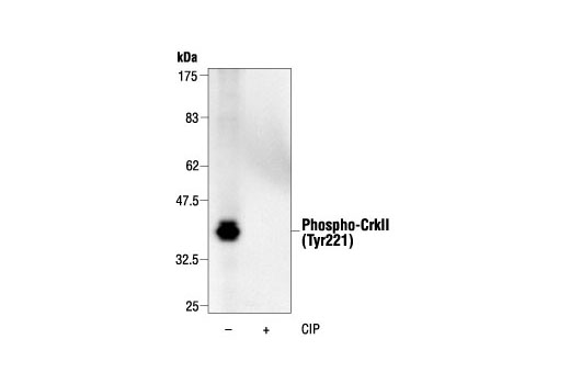 Western Blotting Image 1: Phospho-CrkII (Tyr221) Antibody
