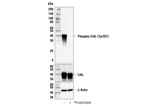  Image 1: PhosphoPlus® CrkL (Tyr207) Antibody Duet