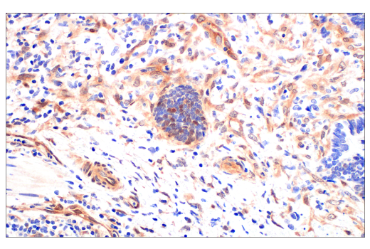 Immunohistochemistry Image 2: Phospho-CrkL (Tyr207) (E9A1U) XP® Rabbit mAb