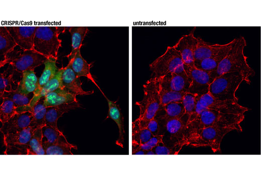 Immunofluorescence Image 1: Cas9 (7A9-3A3) Mouse mAb (Alexa Fluor® 488 Conjugate)