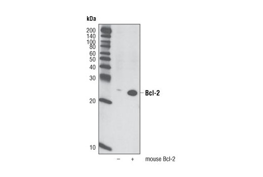 Western Blotting Image 2: Bcl-2 (D17C4) Rabbit mAb (Mouse Preferred)