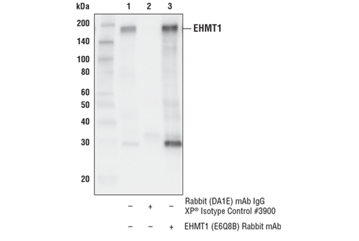 Immunoprecipitation Image 1: EHMT1 (E6Q8B) Rabbit mAb