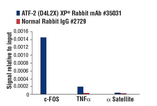 Chromatin Immunoprecipitation Image 3: ATF-2 (D4L2X) XP® Rabbit mAb