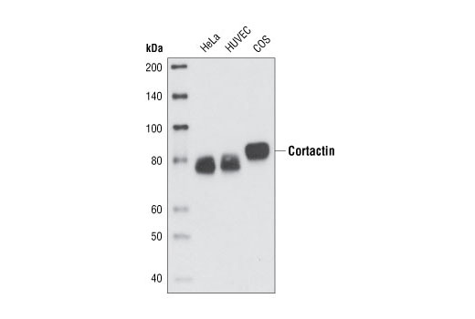 Western Blotting Image 1: Cortactin (H222) Antibody