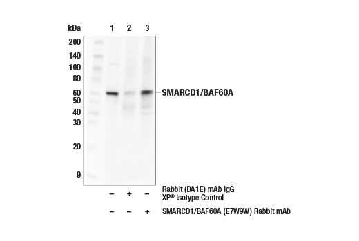 Immunoprecipitation Image 1: SMARCD1/BAF60A (E7W9W) Rabbit mAb