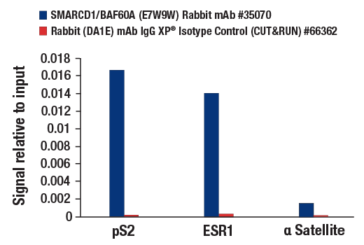 Chromatin Immunoprecipitation Image 3: SMARCD1/BAF60A (E7W9W) Rabbit mAb
