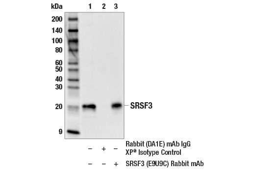 Immunoprecipitation Image 1: SRSF3 (E9U9C) Rabbit mAb