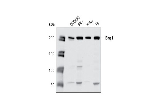  Image 7: BAF Complex Antibody Sampler Kit