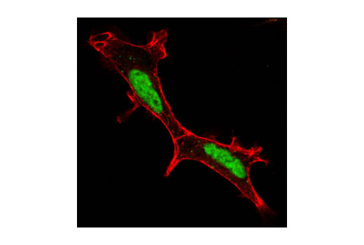 Immunofluorescence Image 1: Brg1 (A52) Antibody