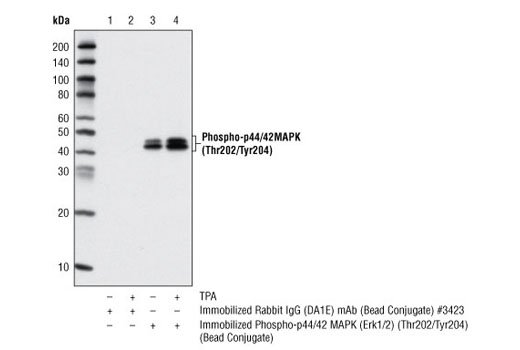 Immunoprecipitation Image 1: Phospho-p44/42 MAPK (Erk1/2) (Thr202/Tyr204) (D13.14.4E) XP® Rabbit mAb (Sepharose® Bead Conjugate)