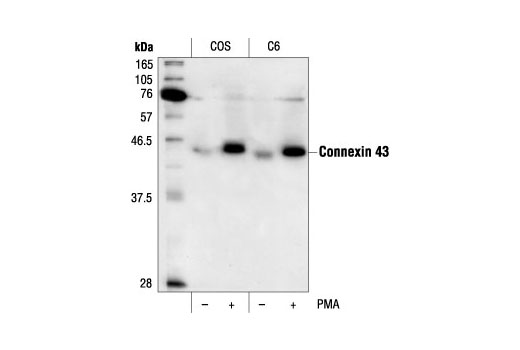 Western Blotting Image 1: Phospho-Connexin 43 (Ser368) Antibody