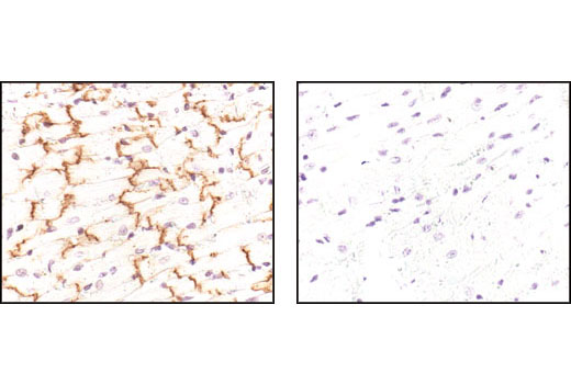  Image 18: Cardiogenesis Marker Antibody Sampler Kit