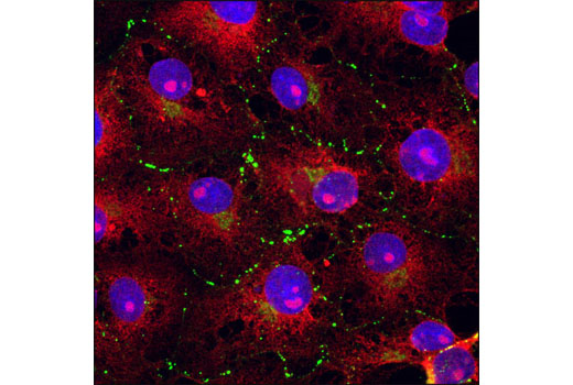 Immunofluorescence Image 2: Connexin 43 Antibody