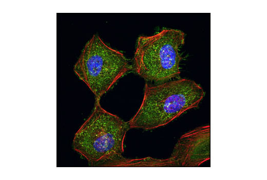 Immunofluorescence Image 1: CD44 (156-3C11) Mouse mAb (Alexa Fluor® 488 Conjugate)