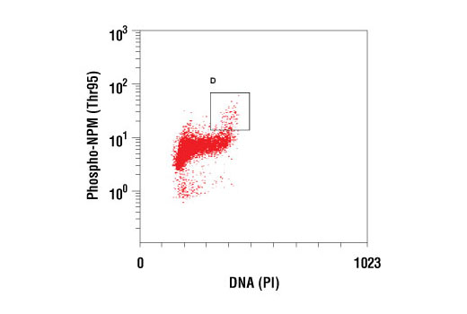 Flow Cytometry Image 1: Phospho-NPM (Thr95) Antibody