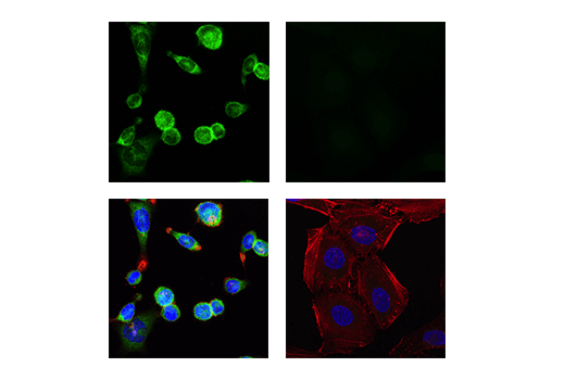 Immunofluorescence Image 1: IRF-5 (E7F9W) Rabbit mAb (BSA and Azide Free)