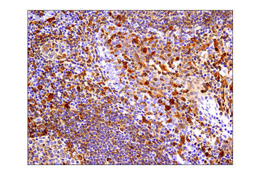 Immunohistochemistry Image 6: IRF-5 (E7F9W) Rabbit mAb (BSA and Azide Free)
