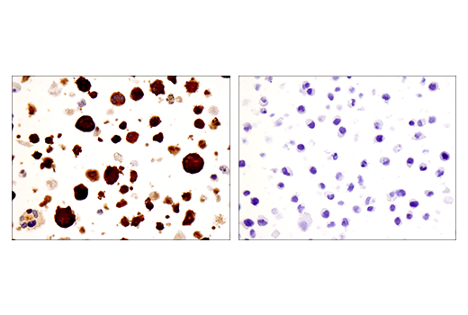 Immunohistochemistry Image 9: IRF-5 (E7F9W) Rabbit mAb (BSA and Azide Free)