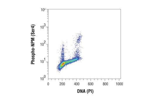 Flow Cytometry Image 1: Phospho-NPM (Ser4) (D19C1) XP® Rabbit mAb