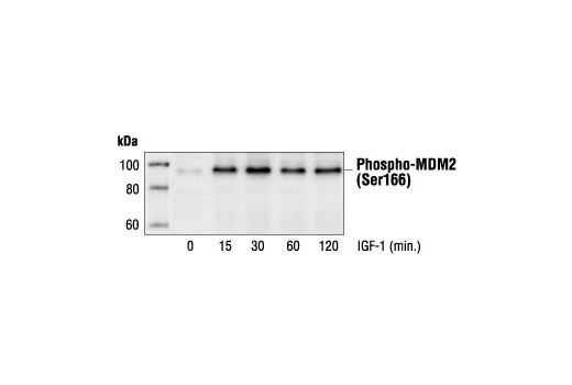 Western Blotting Image 1: Phospho-MDM2 (Ser166) Antibody