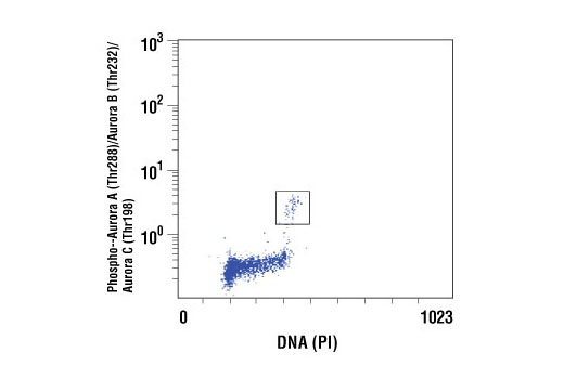 Flow Cytometry Image 1: Phospho-Aurora A (Thr288)/Aurora B (Thr232)/Aurora C (Thr198) (D13A11) Rabbit Monoclonal Antibody (BSA and Azide Free)