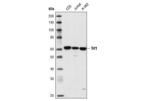 Western Blotting Image 1: Trf1 (BED5) Mouse mAb