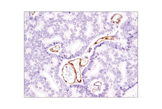Immunohistochemistry Image 2: eNOS (D8A6N) Rabbit mAb