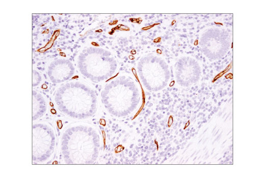 Immunohistochemistry Image 3: eNOS (D8A6N) Rabbit mAb