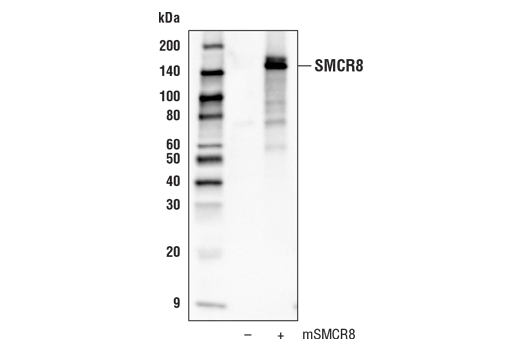 Western Blotting Image 1: SMCR8 Antibody