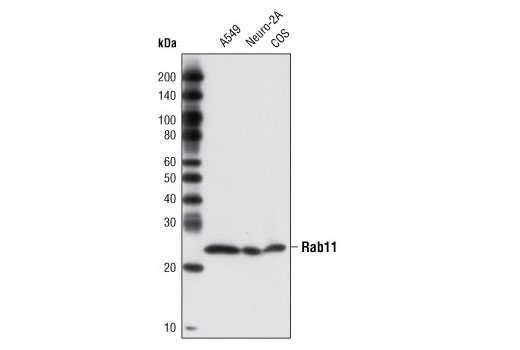 Western Blotting Image 1: Rab11 Antibody