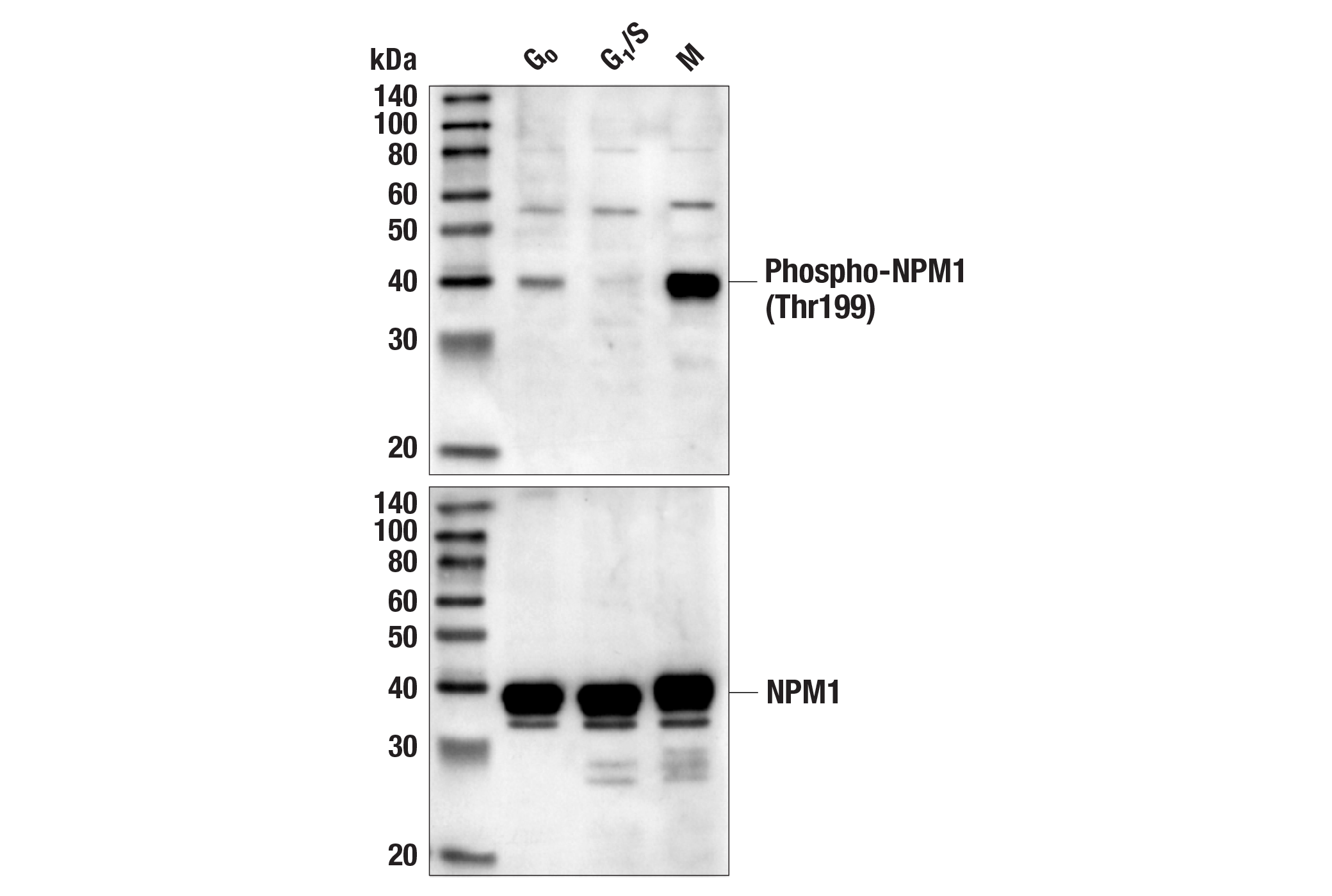 Western Blotting Image 1: Phospho-NPM1 (Thr199) Antibody