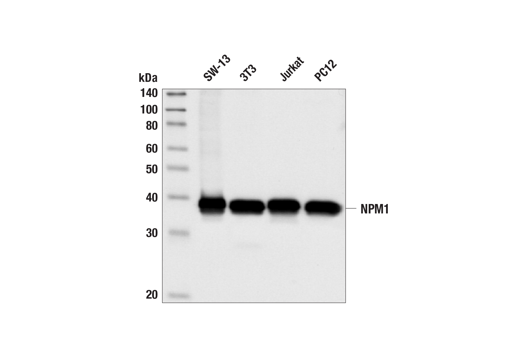 Western Blotting Image 1: NPM1 Antibody