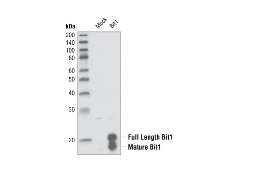 Western Blotting Image 1: Bit1 Antibody