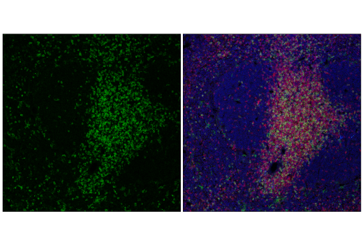 Immunofluorescence Image 1: CD8α (2.43) Rat mAb (FITC Conjugate)