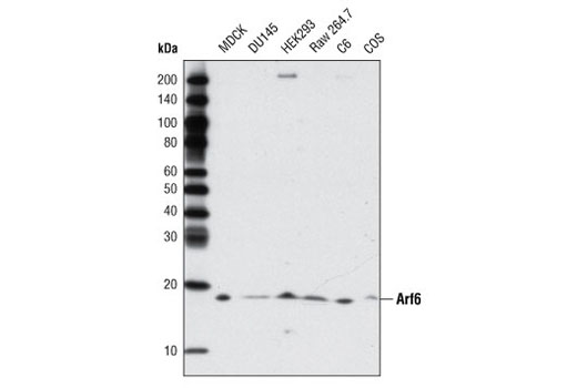 Western Blotting Image 1: Arf6 Antibody