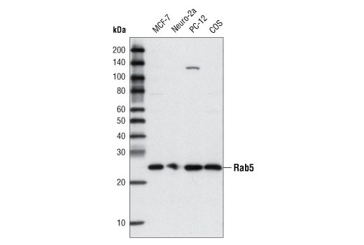  Image 7: LRP1-mediated Endocytosis and Transmission of Tau Antibody Sampler Kit