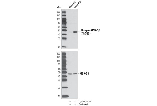 Western Blotting Image 1: Phospho-GSK-3β (Thr390) Antibody
