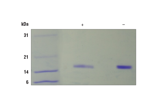  Image 1: Mouse/Rat FGF-acidic/FGF1 Recombinant Protein