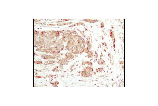 Immunohistochemistry Image 1: PP2C-α (D18C10) XP® Rabbit mAb
