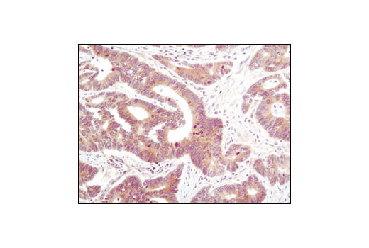 Immunohistochemistry Image 2: PP2C-α (D18C10) XP® Rabbit mAb